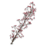 Berry Spray Beauty