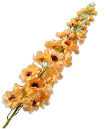 Lupinus Stem Yellow