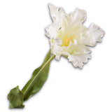 Tulip Stem White Rt