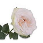 Rose Stem Champ