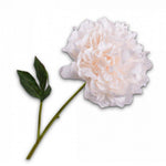 Peony Stem Cr/Org Rt