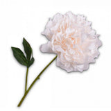 Peony Stem Cr/Org Rt