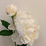 Peony Spray Cream Rt