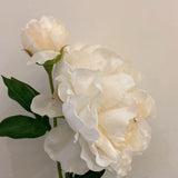 Peony Spray Cream Rt