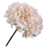 Hydrangea Stem Cr/Pnk Rt