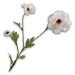 Ranunculus Spray Cream