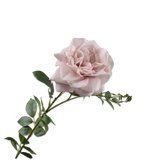 Rose Stem Mauve Rt-96Cm