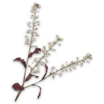 Primula Spray White