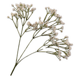 Gypsophila Spray White