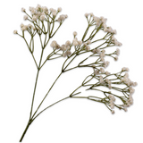 Gypsophila Spray White