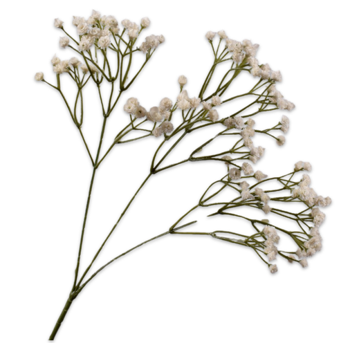 Gypsophila Spray White