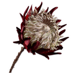 Artichoke Stem Red