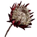 Artichoke Stem Red
