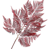 Fern Spray
