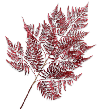 Fern Spray