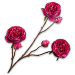 Rose Spray Beauty Rt