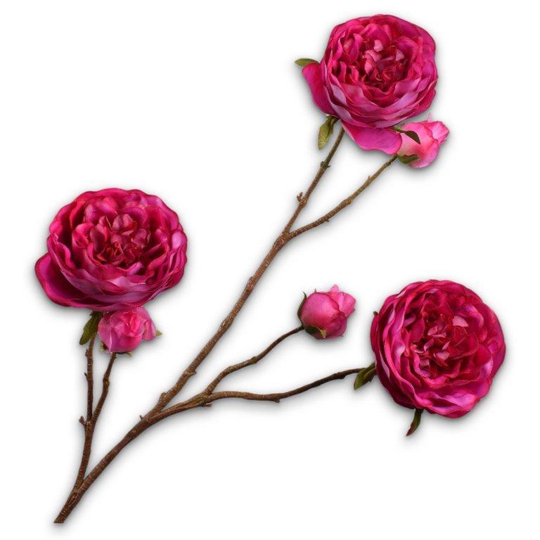 Rose Spray Beauty Rt