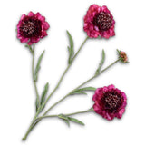 Scabiosa Spray Beauty Rt