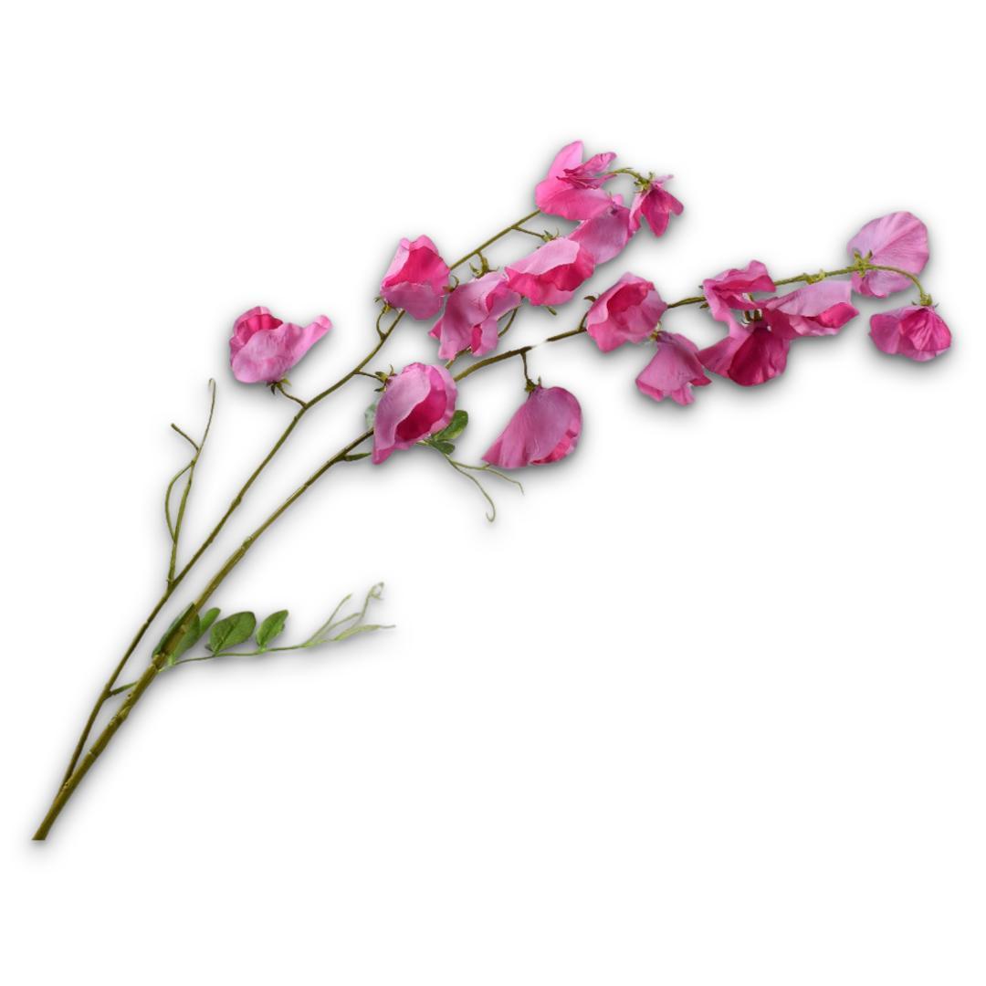 Lathyrus Spray Beauty Rt