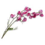 Lathyrus Spray Beauty Rt