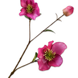 Helleborus Spray Lavend Rt