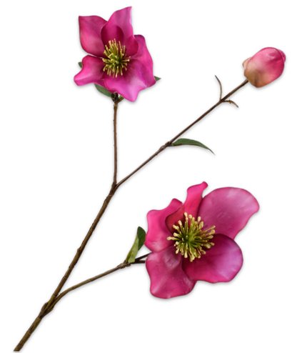 Helleborus Spray Lavend Rt
