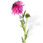 Scabiosa Spray Lilac Rt-71Cm