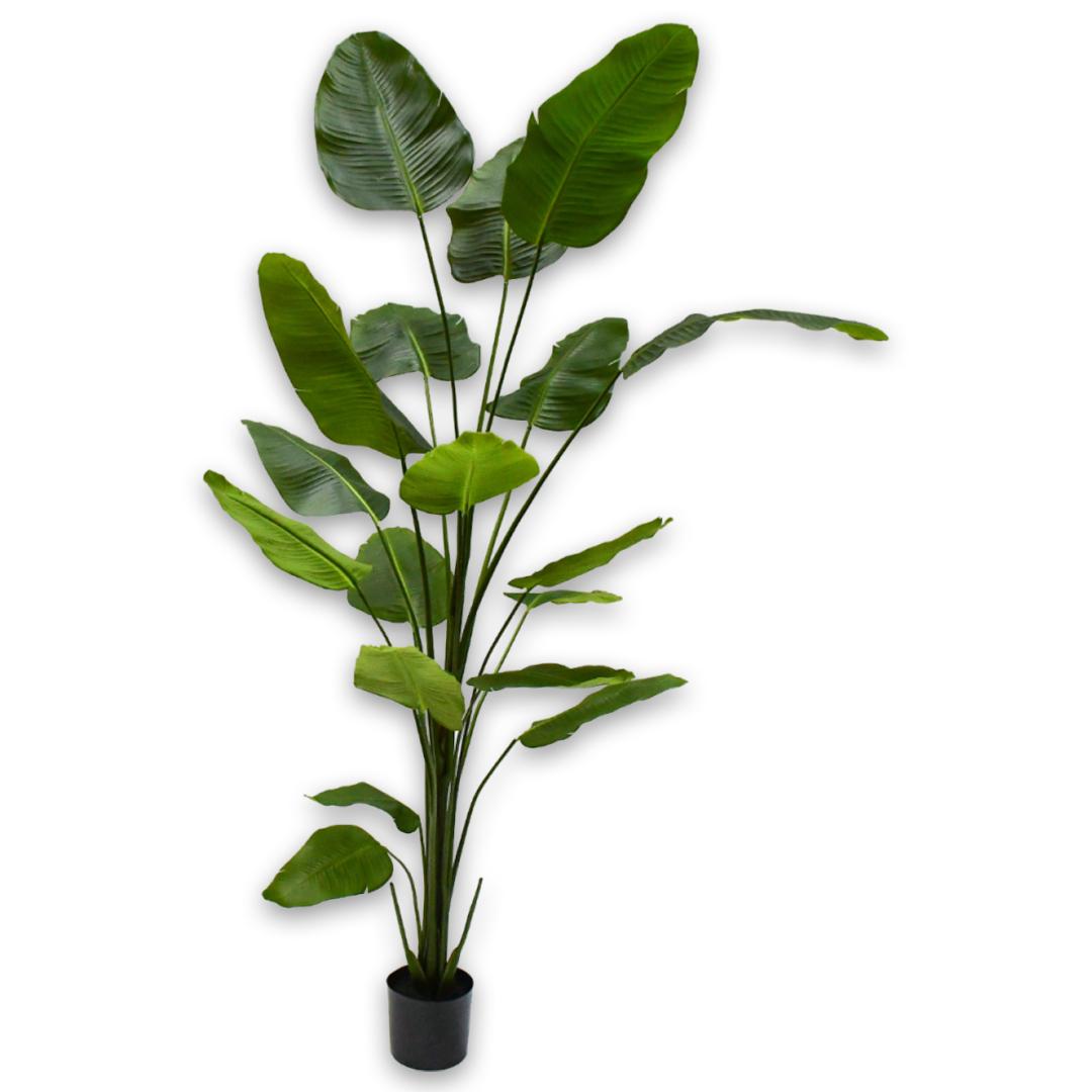 Strelitzia Plant Green