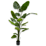Strelitzia Plant Green