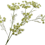 Dill Branch Green