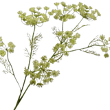 Dill Branch Green