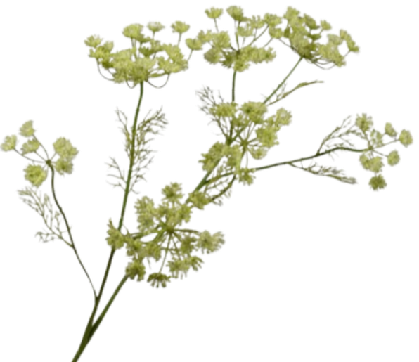Dill Branch Green