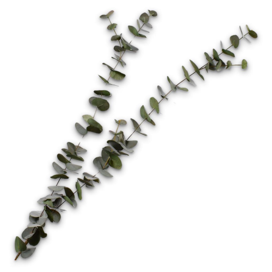 Eucalyptus Branch Green