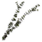 Eucalyptus Branch Green