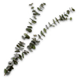 Eucalyptus Branch Green