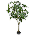 Pachira Green I/Pot