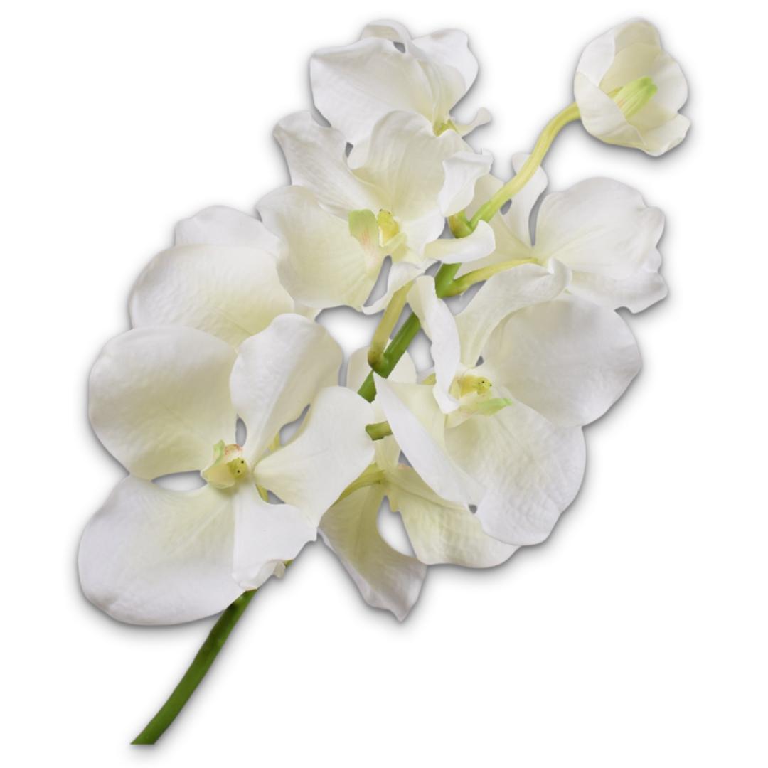 Vanda Tak Wt/Grn Rt
