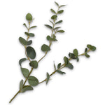 Eucalyptus Branch Grn/Grs