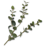 Eucalyptus Branch Grn/Grs