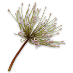 Allium Stem Pink