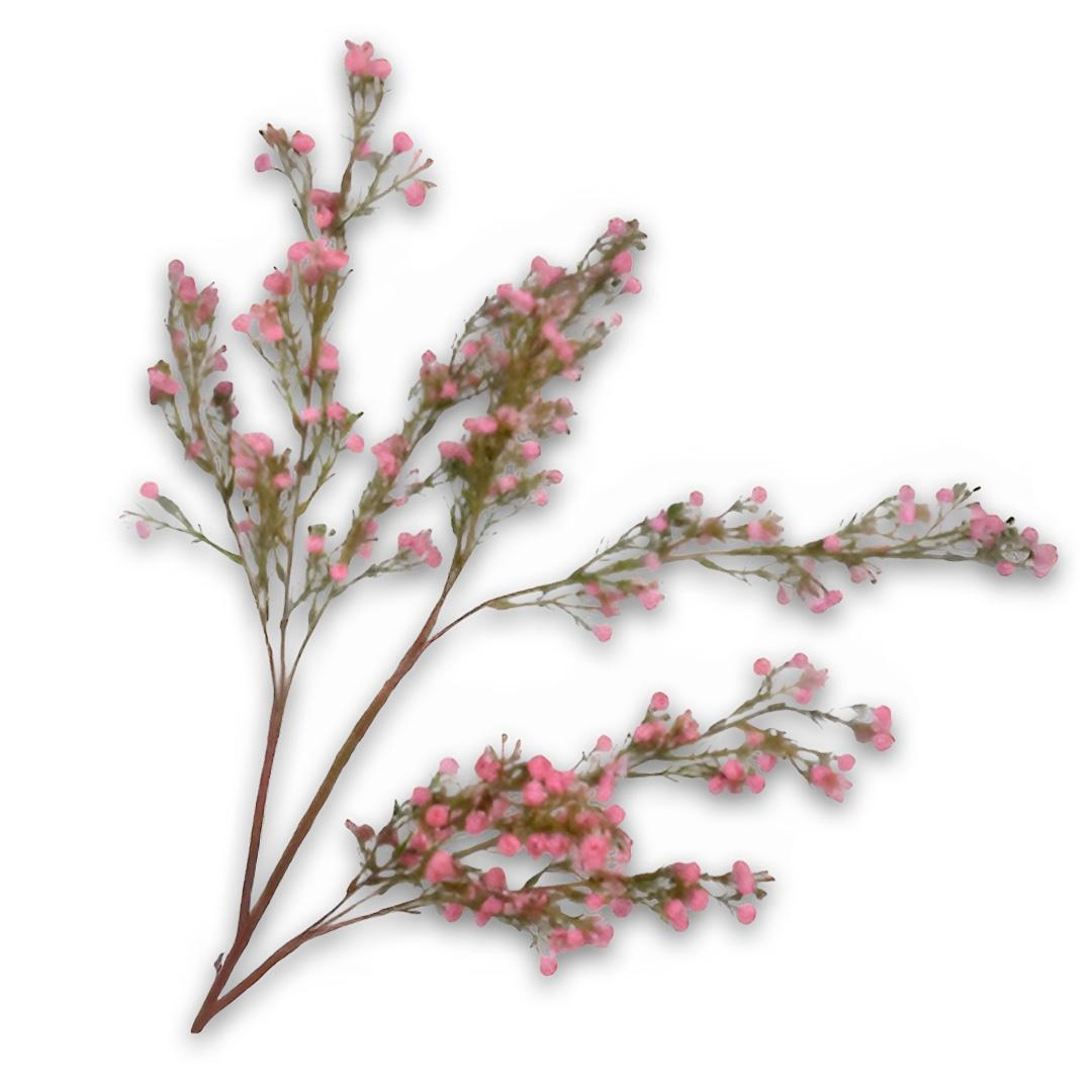 Gypsophila Spray Pink