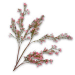 Gypsophila Spray Pink
