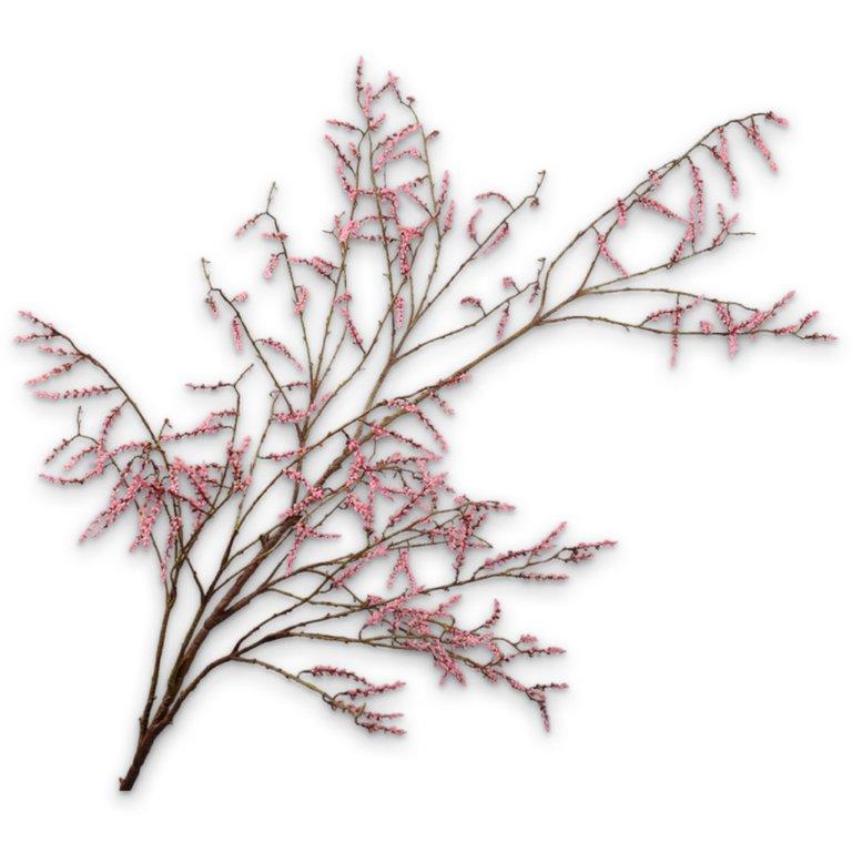 Willow Branche Pink