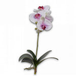 Orchid W/Leaf Lav/Grn