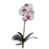 Orchid W/Leaf Lav/Grn