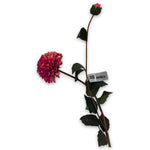 Dahlia Spray Pink/ Red