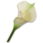 Calla Stem Grn Lt