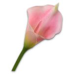Calla Stem Pnk/Grn
