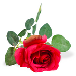 Rose Spray Red
