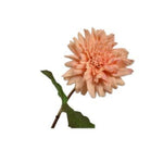 Dahlia Stem Peach